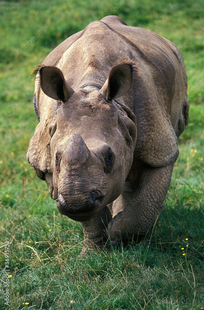Obraz premium INDIAN RHINOCEROS rhinoceros unicornis, FEMALE