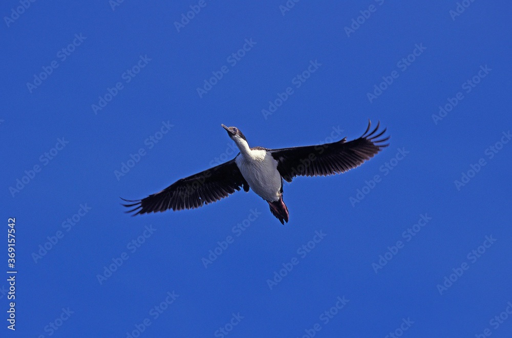 Obraz premium IMPERIAL CORMORANT OR KING CORMORANT phalacrocorax atriceps albiventer, ADULT IN FLIGHT, ANTARCTICA
