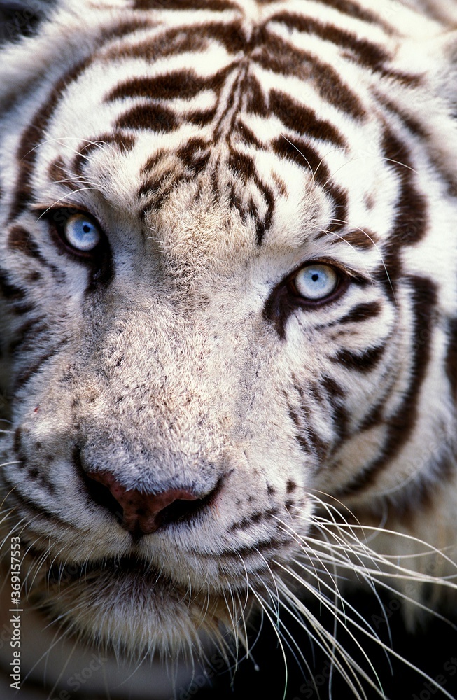 Fototapeta BIAŁY TYGRYS panthera tigris, ZBLIŻENIE GŁOWY DOROSŁYCH