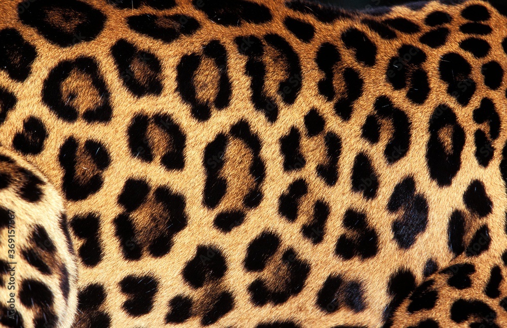 LEOPARD panthera pardus, CLOSE-UP OF FUR LEOPARD panthera pardus, CLOSE-UP OF FUR