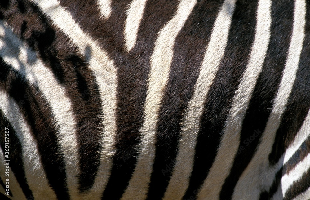 BURCHELL'S ZEBRA equus burchelli, CLOSE-UP OF SKIN, KENYA BURCHELL'S ZEBRA equus burchelli, CLOSE-UP OF SKIN, KENYA