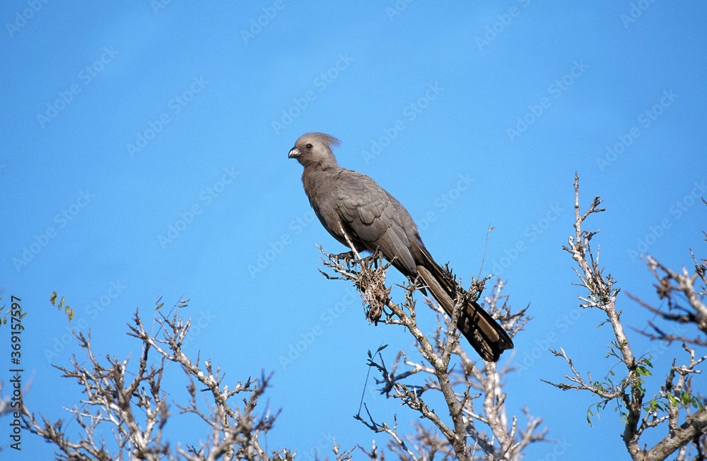 GREY GO-AVAY BIRD OR GREY LOURIE corythaixoides concolor, ADULT STANDING ON BRANCH, KRUGER PARK IN NAMIBIA GREY GO-AVAY BIRD OR GREY LOURIE corythaixoides concolor, ADULT STANDING ON BRANCH, KRUGER PARK IN NAMIBIA
