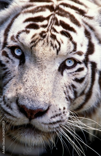 WHITE TIGER panthera tigris, HEAD CLOSE-UP OF ADULT © slowmotiongli