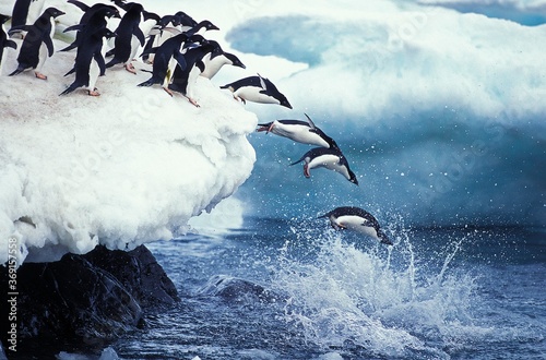 ADELIE PENGUIN pygoscelis adeliae, COLONY ON PAULET ISLAND, GROUP LEAPING INTO OCEAN, ANTARTICA