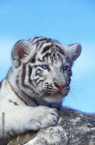Fototapeta Naklejka Na Ścianę i Meble -  WHITE TIGER panthera tigris, CUB STANDING ON ROCK