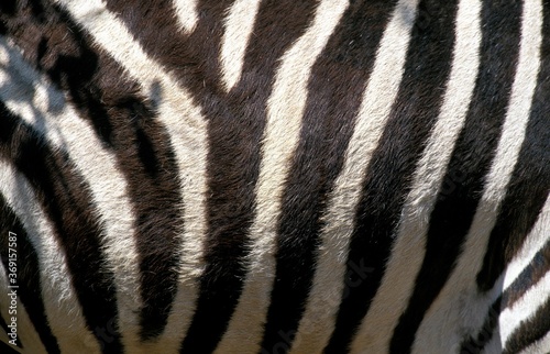 BURCHELL'S ZEBRA equus burchelli, CLOSE-UP OF SKIN, KENYA