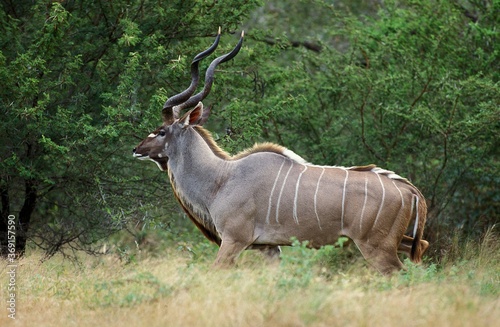 GREATER KUDU tragelaphus strepsiceros, MALE IN BUSH, KRUGER PARK IN SOUTH AFRICA