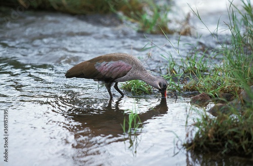 HADaDA IBIS bostrychia hagedash, ADULT IN WATER LOOKING FOR FOOD, KRUGER PARK IN SOUTH AFRICA photo