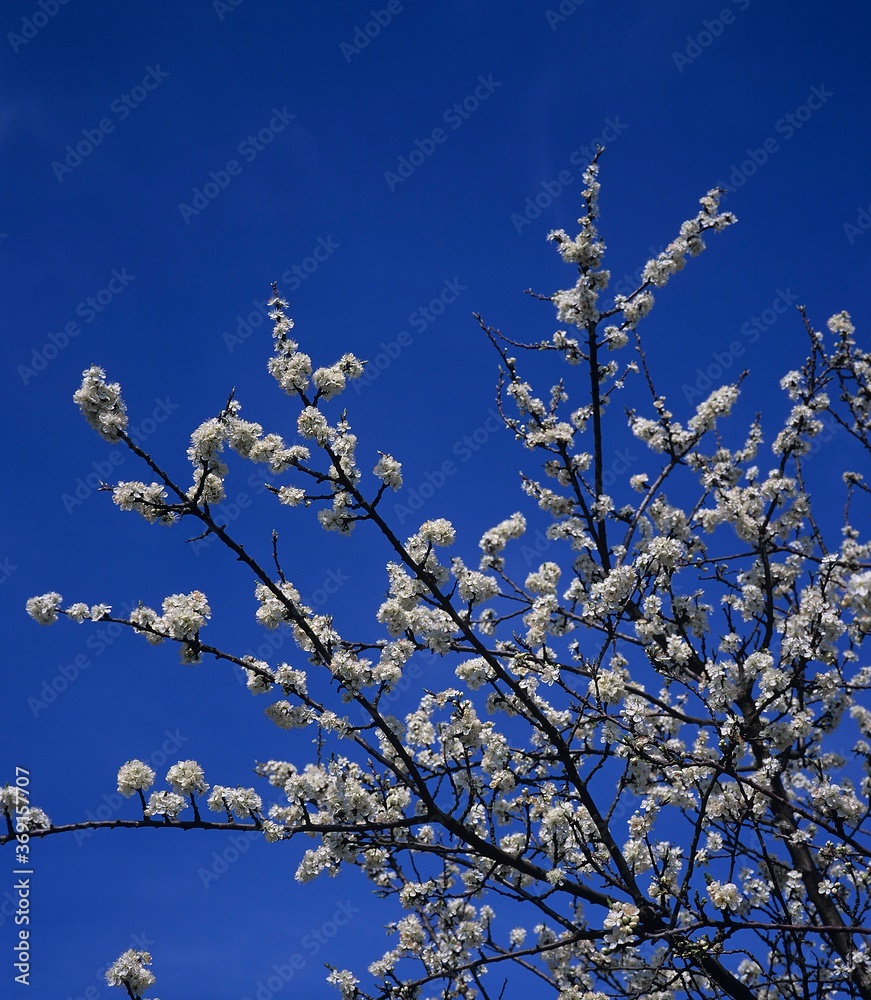 CHERRY-PLUM TREE, NORMANDY IN FRANCE CHERRY-PLUM TREE, NORMANDY IN FRANCE