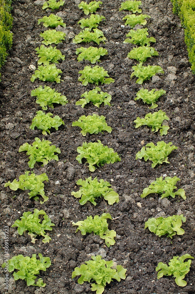 GARDEN WITH BATAVIA SALAD lactuca sativa GARDEN WITH BATAVIA SALAD lactuca sativa