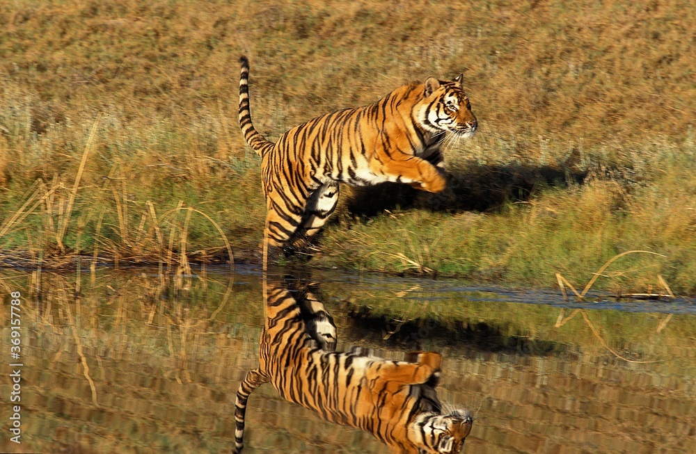 Fototapeta premium BENGAL TIGER panthera tigris tigris, ADULT RUNNING NEAR WATER