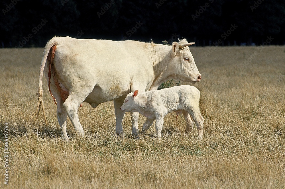 CHAROLAIS CATTLE, COW WITH ITS NEW BORN CALF CHAROLAIS CATTLE, COW WITH ITS NEW BORN CALF