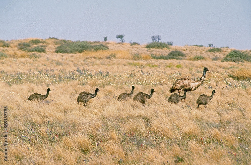 Fototapeta premium EMU dromaius novaehollandiae, FEMALE WITH CHICK WALKING IN BUSH, AUSTRALIA