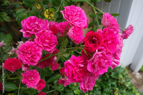 Fototapeta Naklejka Na Ścianę i Meble -  屋外に咲いたピンクの薔薇の花