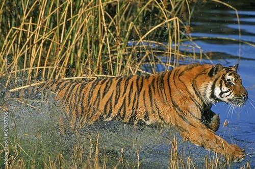 Photography BENGAL TIGER panthera tigris tigris, ADULT ENTERING WATER