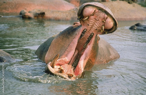 HIPPOPOTAMUS hippopotamus amphibius, ADULT THREAT DISPLAYING WITH OPENED MOUTH, VIRUNGA PARK, CONGO