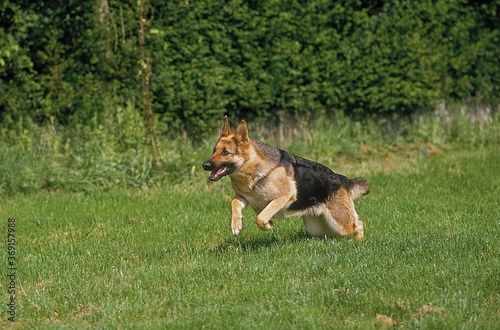 GERMAN SHEPHERD DOG, ADULT RUNNING ON GRASS © slowmotiongli