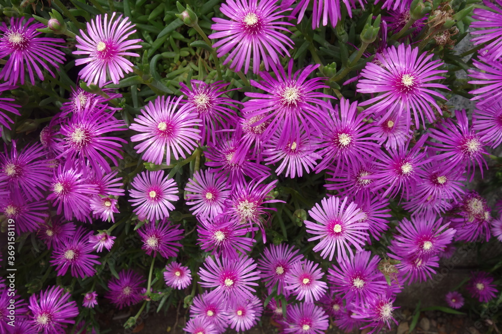 屋外に咲いた孔雀アスターの花 Stock Photo Adobe Stock