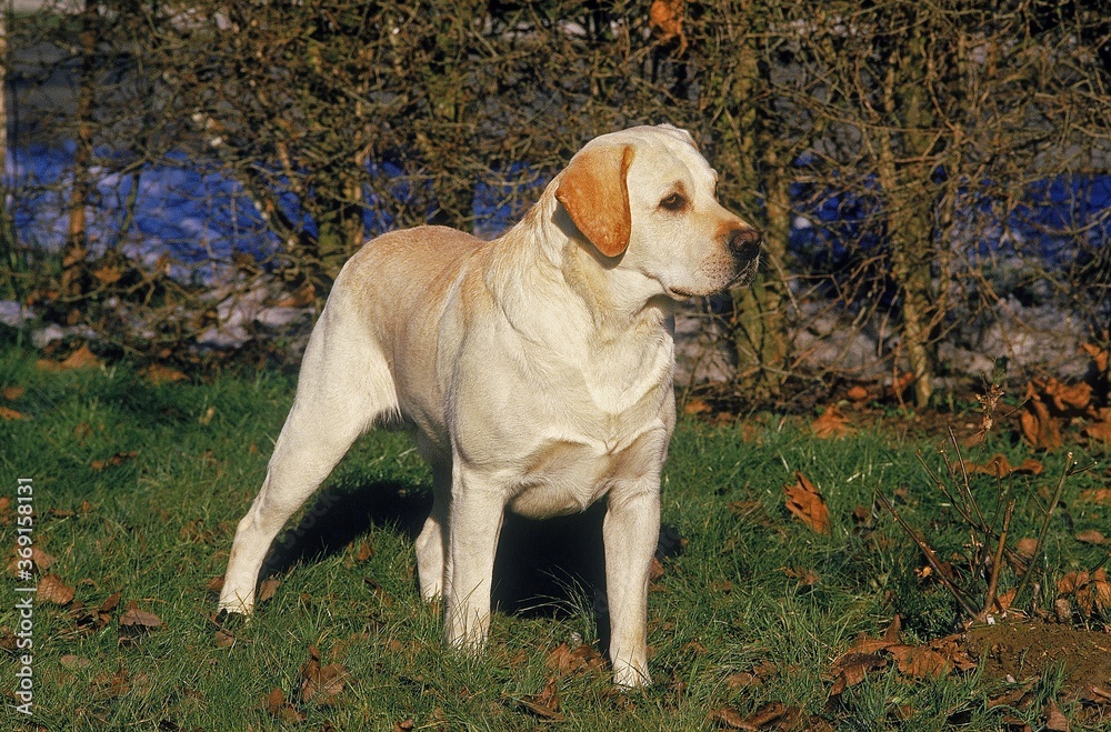 YELLOW LABRADOR RETRIEVER, ADULT STANDING ON GRASS YELLOW LABRADOR RETRIEVER, ADULT STANDING ON GRASS