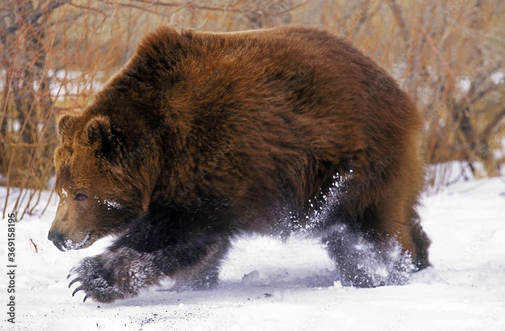 KODIAK BEAR ursus arctos middendorffi, ADULT RUNNING THROUGH SNOW, ALASKA KODIAK BEAR ursus arctos middendorffi, ADULT RUNNING THROUGH SNOW, ALASKA