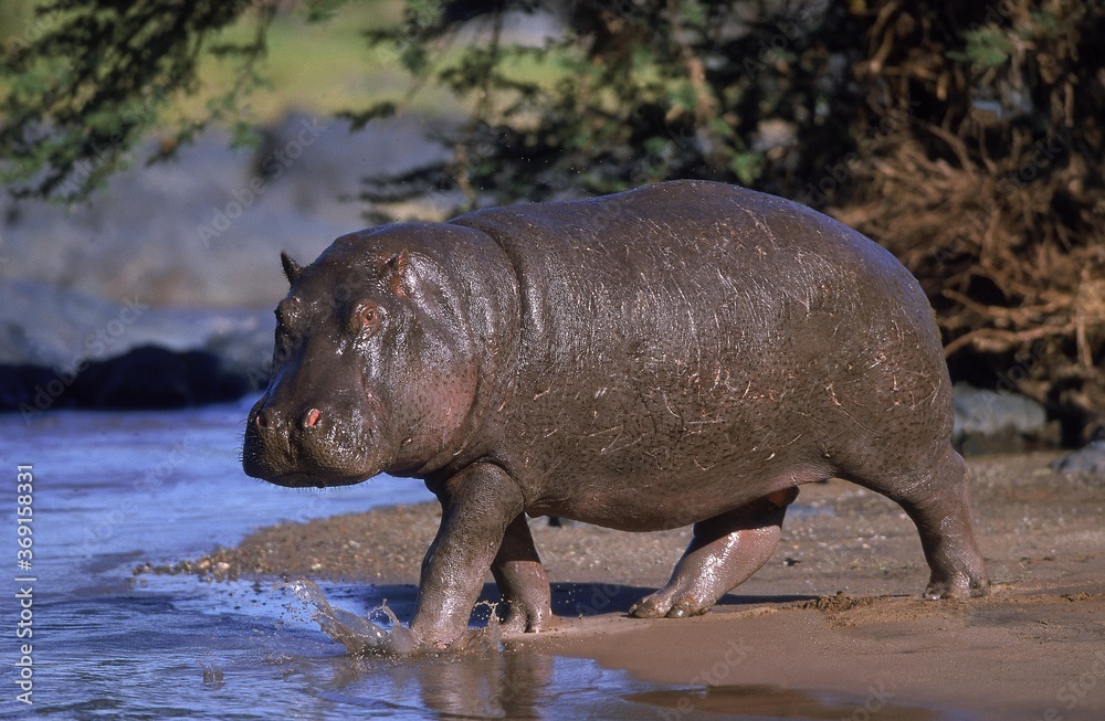 HIPPOPOTAMUS hippopotamus amphibius, ADULT ENTERING MARA RIVER, MASAI MARA PARK, KENYA HIPPOPOTAMUS hippopotamus amphibius, ADULT ENTERING MARA RIVER, MASAI MARA PARK, KENYA