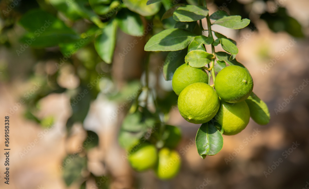 Close up shot of fresh, bright green with yellowish lemon (or lime) on the branch of tree in the organic rural garden in the northern Thailand. Fruit is ripe and ready to harvest for selling