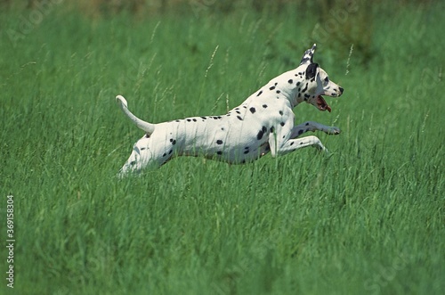 DALMATIAN DOG  ADULT RUNNING THROUGH LONG GRASS