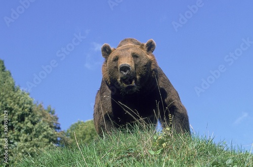 BROWN BEAR ursus arctos, ADULT IN THREAT POSTURE