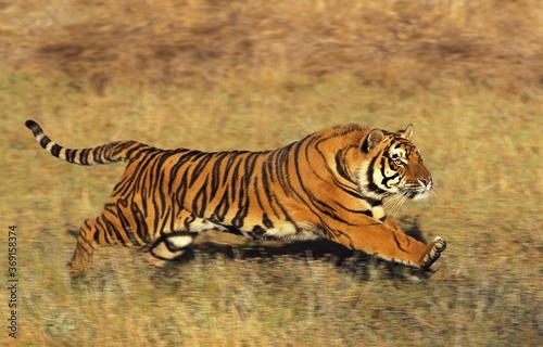 BENGAL TIGER panthera tigris tigris, ADULT RUNNING ON DRY GRASS