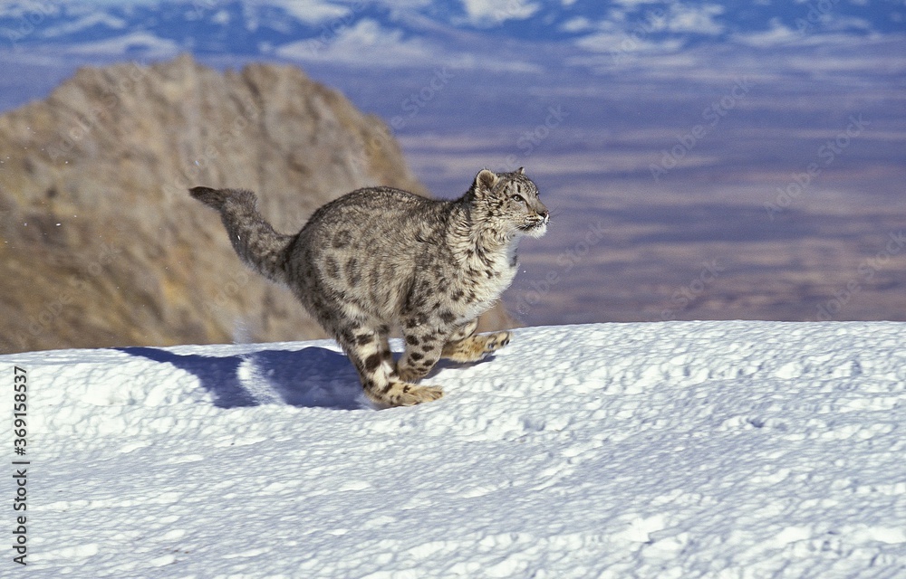 SNOW LEOPARD OR OUNCE uncia uncia, ADULT RUNNING ON SNOW SNOW LEOPARD OR OUNCE uncia uncia, ADULT RUNNING ON SNOW