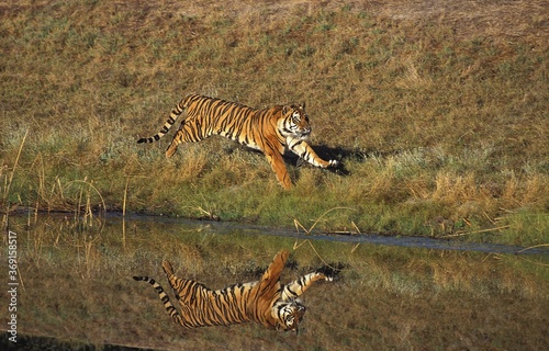 Canvas Print BENGAL TIGER panthera tigris tigris, ADULT RUNNING NEAR WATER