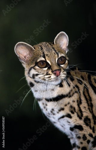 MARGAY CAT leopardus wiedi, PORTRAIT OF ADULT