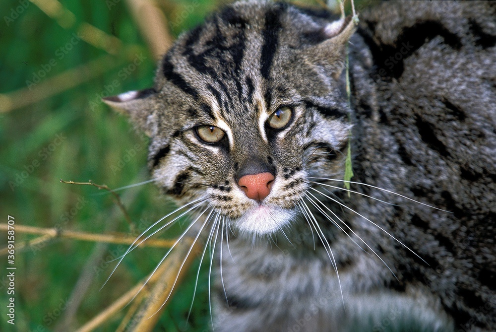 FISHING CAT prionailurus viverrinus, PORTRAIT OF ADULT FISHING CAT prionailurus viverrinus, PORTRAIT OF ADULT
