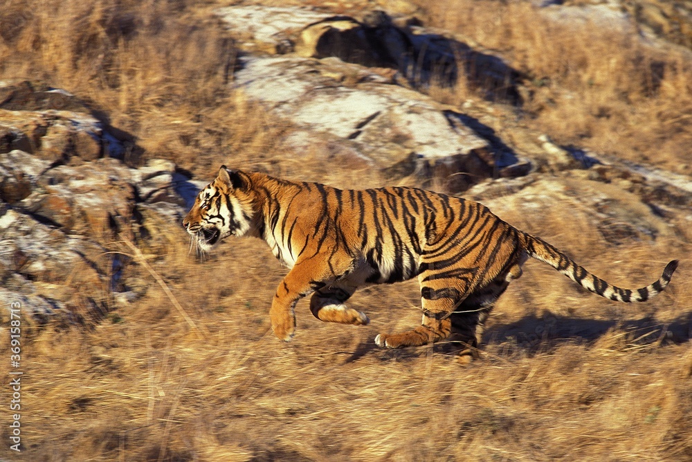 Fototapeta premium BENGAL TIGER panthera tigris tigris, MALE RUNNING THROUGH DRY GRASS