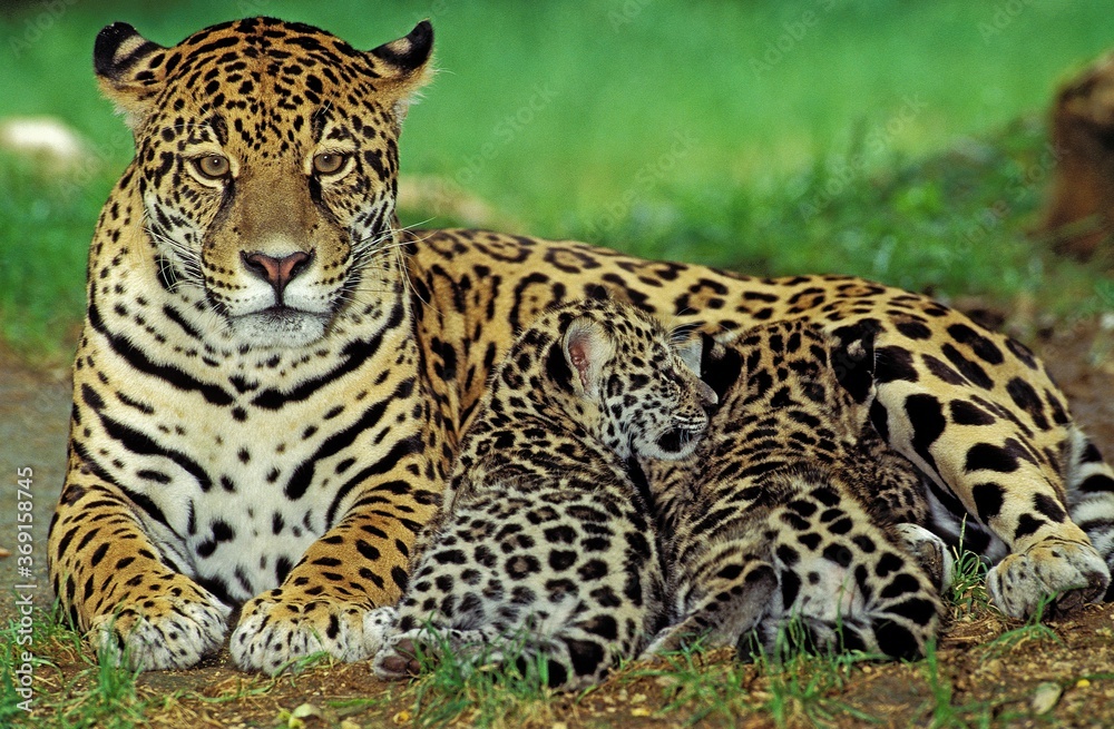 JAGUAR panthera onca, FEMALE WITH CUB SUCKLING JAGUAR panthera onca, FEMALE WITH CUB SUCKLING