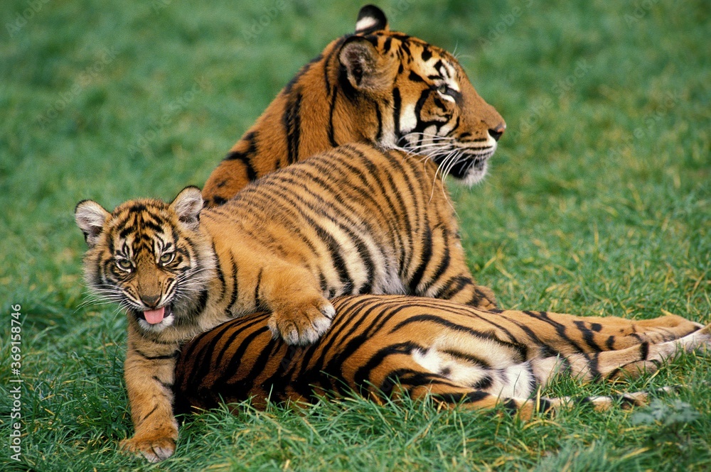 Obraz premium SUMATRAN TIGER panthera tigris sumatrae, FEMALE WITH CUB LAYING DOWN ON GRASS