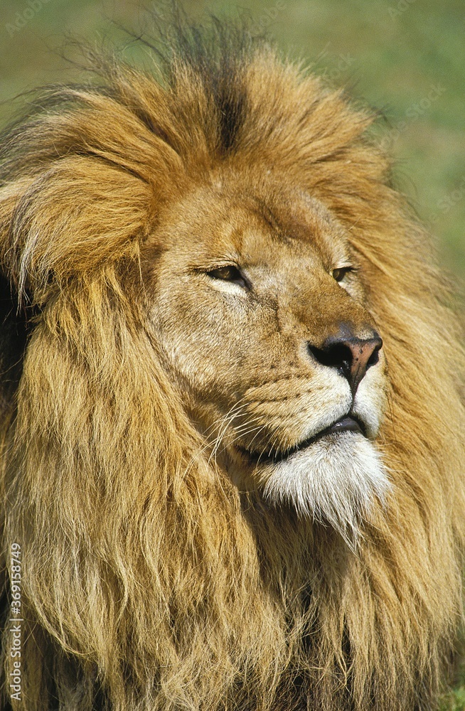 AFRICAN LION panthera leo, PORTRAIT OF MALE AFRICAN LION panthera leo, PORTRAIT OF MALE