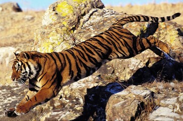 BENGAL TIGER panthera tigris tigris, ADULT LEAPING FROM ROCK