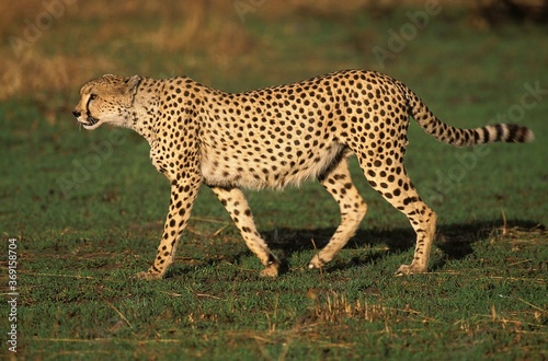 CHEETAH acinonyx jubatus, ADULT STANDING ON GRASS, KENYA