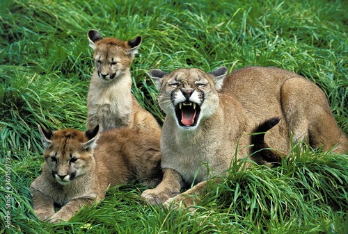 COUGAR puma concolor  FEMALE SNARLING  PROTECTING CUB