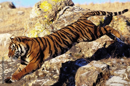 Photography BENGAL TIGER panthera tigris tigris, ADULT LEAPING FROM ROCK