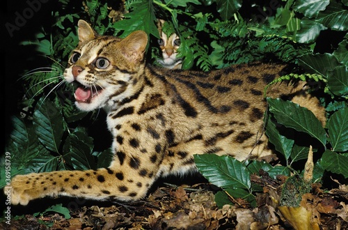 LEOPARD CAT prionailurus bengalensis, FEMALE SNARLING TO PROTECT YOUNG © slowmotiongli