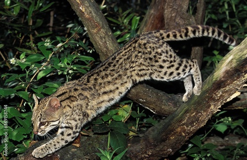 TIGER CAT OR ONCILLA leopardus tigrinus  ADULT LEAPING FROM BRANCH