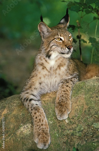 EUROPEAN LYNX felis lynx, ADULT STANDING ON ROCK © slowmotiongli