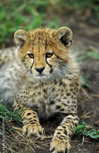 CHEETAH acinonyx jubatus, PORTRAIT OF CUB, KENYA