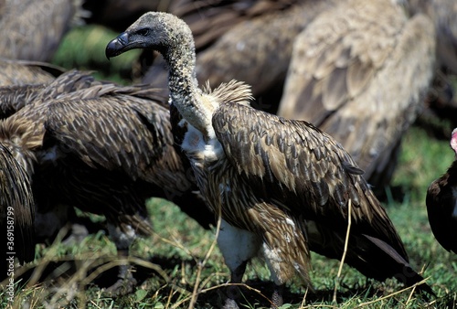 RUPPELL S VULTURE gyps rueppellii  GROUP NEAR KILL  KENYA