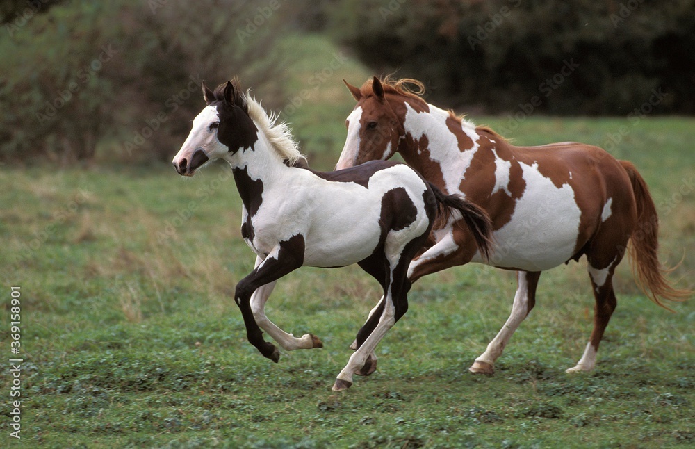 Obraz premium PAINT HORSE, MARE WITH FOAL GALOPING THROUGH MEADOW