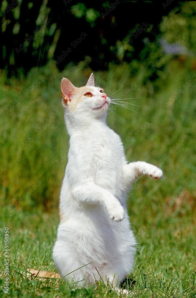 WHITE DOMESTIC CAT, ADULT STANDING ON HIND LEGS WHITE DOMESTIC CAT, ADULT STANDING ON HIND LEGS