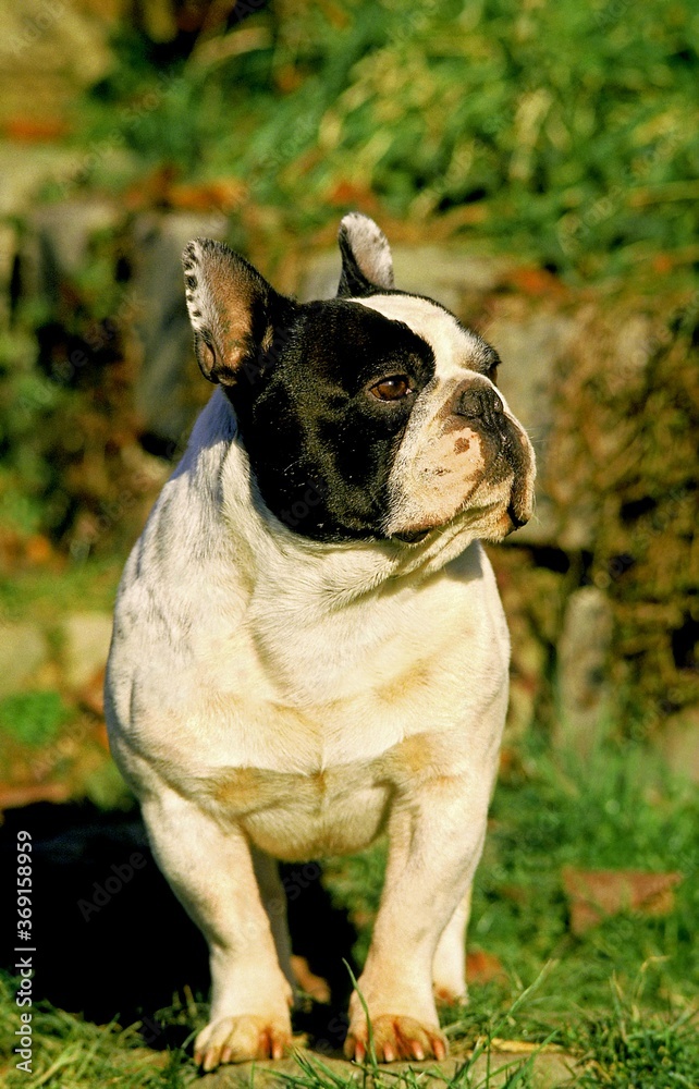 FRENCH BULLDOG, ADULT STANDING ON GRASS