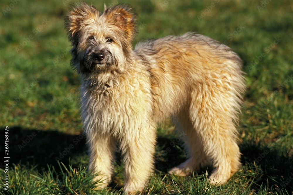PYRENEAN SHEPHERD OR PYRENEAN SHEEPDOG, ADULT STANDING ON GRASS PYRENEAN SHEPHERD OR PYRENEAN SHEEPDOG, ADULT STANDING ON GRASS